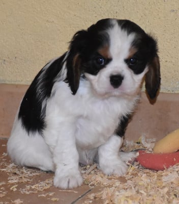 Les chiots de Cavalier King Charles Spaniel