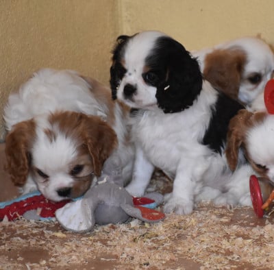 Les chiots de Cavalier King Charles Spaniel
