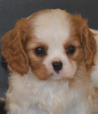 Les chiots de Cavalier King Charles Spaniel