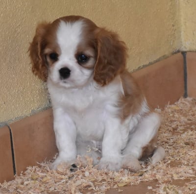 Les chiots de Cavalier King Charles Spaniel