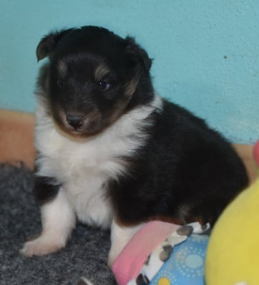 Les chiots de Shetland Sheepdog