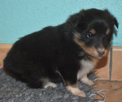Les chiots de Shetland Sheepdog