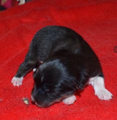 Les chiots de Shetland Sheepdog
