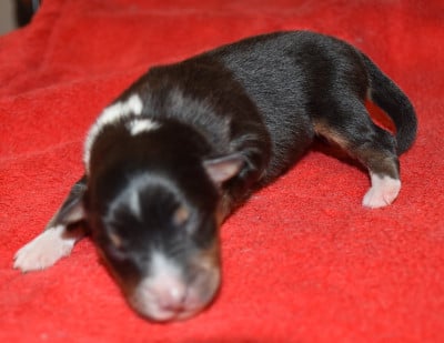 Les chiots de Shetland Sheepdog