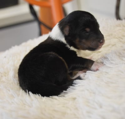 Les chiots de Shetland Sheepdog
