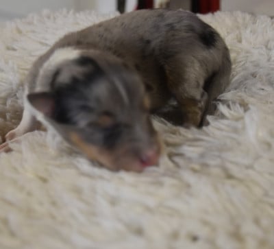 Les chiots de Shetland Sheepdog