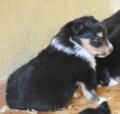 Les chiots de Shetland Sheepdog