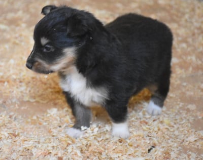 Les chiots de Shetland Sheepdog
