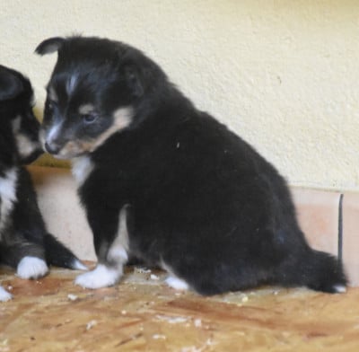 Les chiots de Shetland Sheepdog