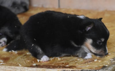 Les chiots de Shetland Sheepdog