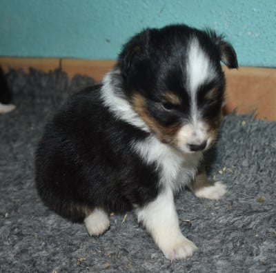 Les chiots de Shetland Sheepdog