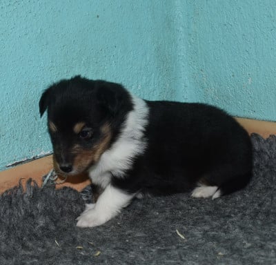 Les chiots de Shetland Sheepdog