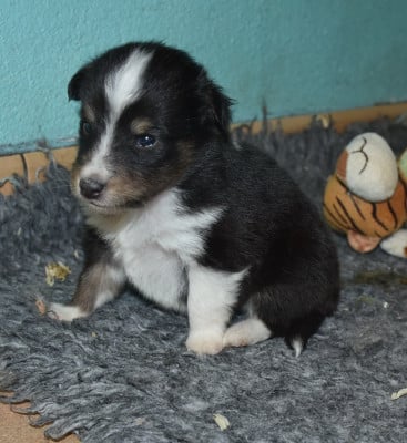Les chiots de Shetland Sheepdog