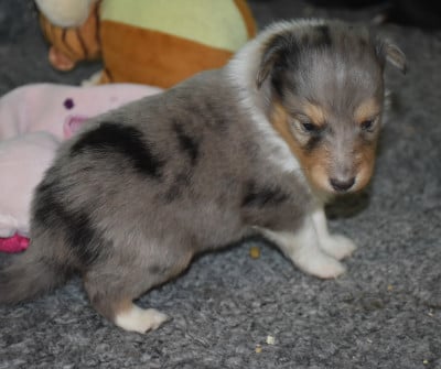 Les chiots de Shetland Sheepdog