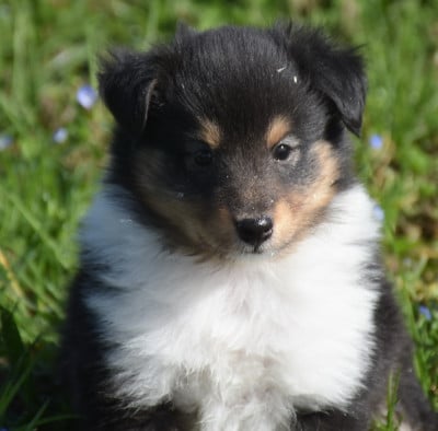 Les chiots de Shetland Sheepdog