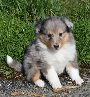 Les chiots de Shetland Sheepdog
