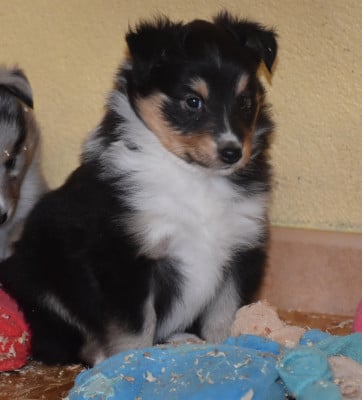 Les chiots de Shetland Sheepdog