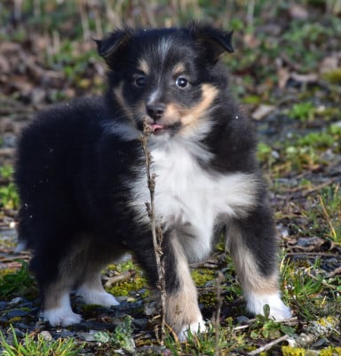 Les chiots de Shetland Sheepdog