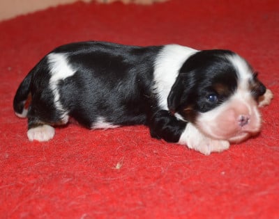 Les chiots de Cavalier King Charles Spaniel