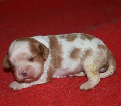 Les chiots de Cavalier King Charles Spaniel