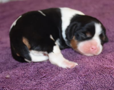 Les chiots de Cavalier King Charles Spaniel