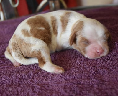 Les chiots de Cavalier King Charles Spaniel