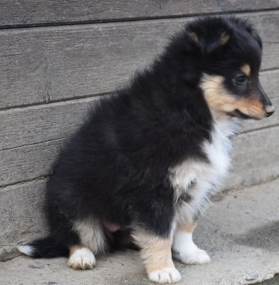 Les chiots de Shetland Sheepdog