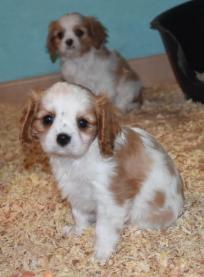 Les chiots de Cavalier King Charles Spaniel