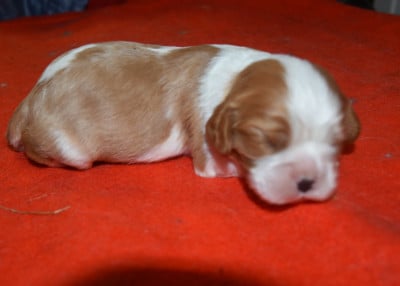 Cavalier King Charles Spaniel