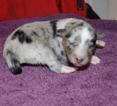 Les chiots de Shetland Sheepdog