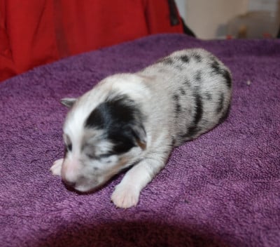 Les chiots de Shetland Sheepdog