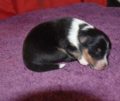 Les chiots de Shetland Sheepdog
