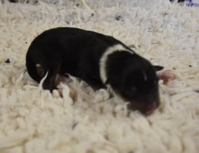 Les chiots de Shetland Sheepdog