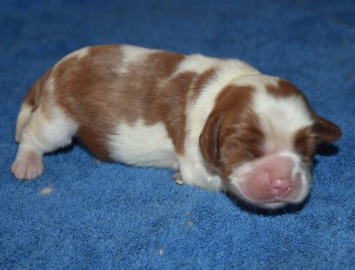 Cavalier King Charles Spaniel