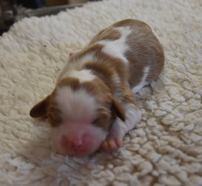 Les chiots de Cavalier King Charles Spaniel
