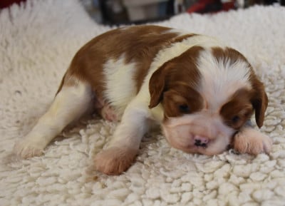 Les chiots de Cavalier King Charles Spaniel
