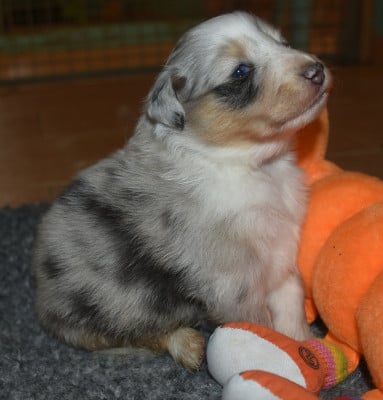 Les chiots de Shetland Sheepdog