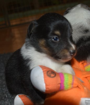 Les chiots de Shetland Sheepdog