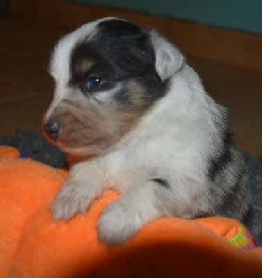 Les chiots de Shetland Sheepdog
