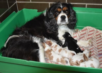 Les chiots de Cavalier King Charles Spaniel