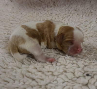 Les chiots de Cavalier King Charles Spaniel