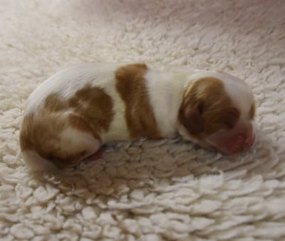 Les chiots de Cavalier King Charles Spaniel