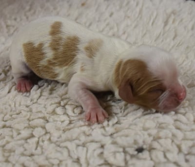 Les chiots de Cavalier King Charles Spaniel