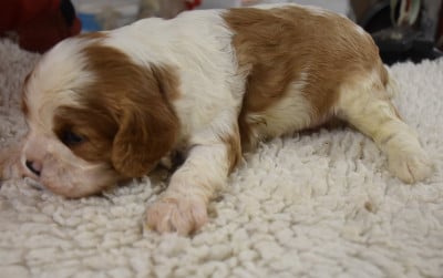 Les chiots de Cavalier King Charles Spaniel
