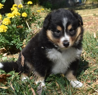 Les chiots de Shetland Sheepdog