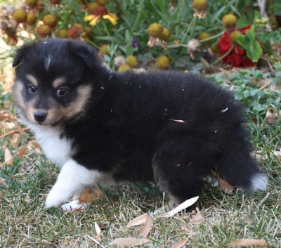 Les chiots de Shetland Sheepdog