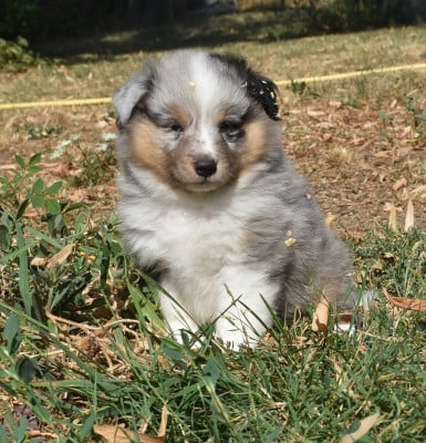 Les chiots de Shetland Sheepdog