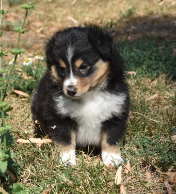 Les chiots de Shetland Sheepdog