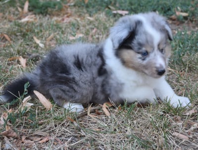 Les chiots de Shetland Sheepdog