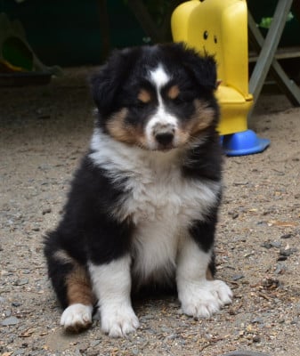 Les chiots de Shetland Sheepdog